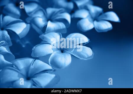 Schöne frangipani plumeria Blumen schweben im Wasser getönten in blauer Farbe. Stockfoto