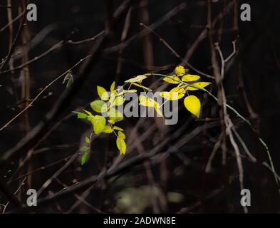 Sehr letzte Rose hip Blätter im November Stockfoto