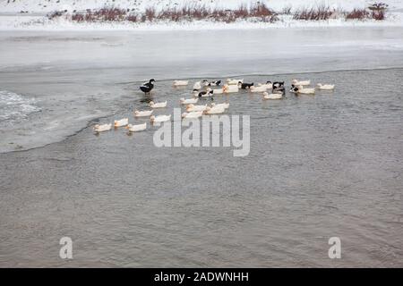 Menge der inländischen Gänse im Winter Stockfoto