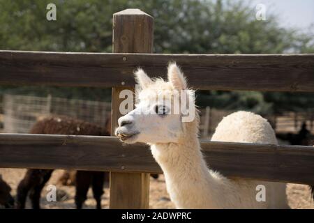 Weißer Alpaka, Alpaka Farm Stockfoto