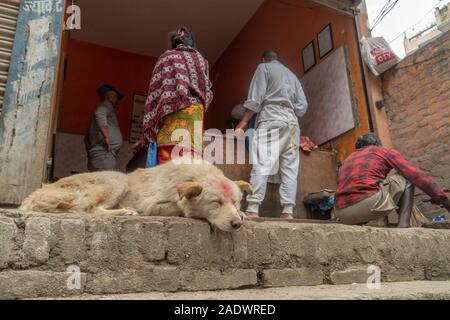 Hund auf Straßen von Kathmandu mit bindin auf Kopf während Diwali Stockfoto