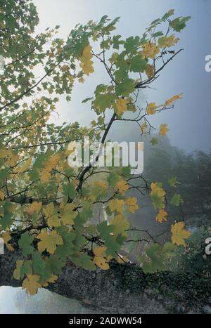 Italien, Abruzzen, San Demetrio ne sinizzo vestini, See Stockfoto