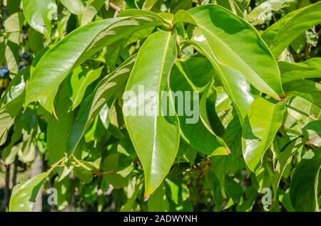 Sonnenlicht Auf Otaheite Apfelbaum Blätter Stockfoto