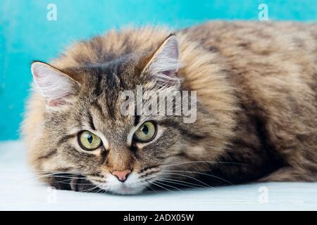 Sibirische langhaarige Katze in der Nähe. Blauen Hintergrund. Stockfoto