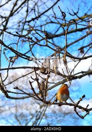 Europäische Rotkehlchen, Erithacus rubecula, auf einem kleinen Zweig thront, in der warmen Sonne, England, Großbritannien Stockfoto