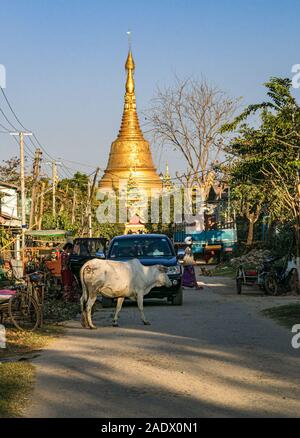 Kuh Bummeln auf der Straße in Taungoo Altstadt mit der berühmten Swesandaw Pagode im Hintergrund gesehen. Stockfoto