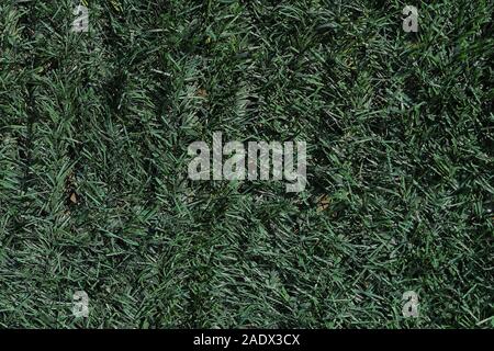 Grüne künstlichen grünen Gras Textur muster Hintergrund Stockfoto
