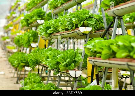 Vertikale Urban Farming Technology in Singapur Stockfoto