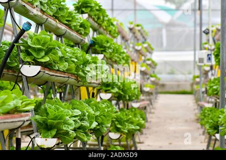 Vertikale Urban Farming Technology in Singapur Stockfoto