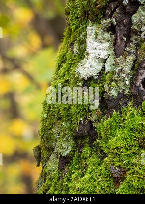 Moos auf einem Baumstamm im Wald Stockfoto