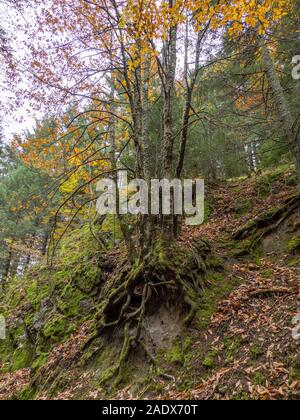 Baum mit freiliegenden Wurzeln an der Serra da Estrela mountain Natural Park, Portugal Stockfoto