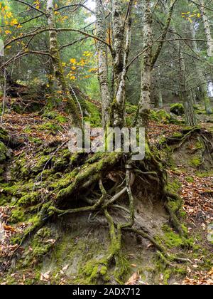Baum mit freiliegenden Wurzeln an der Serra da Estrela mountain Natural Park, Portugal Stockfoto