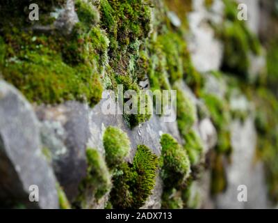 Moos bedeckt Steinmauer Stockfoto