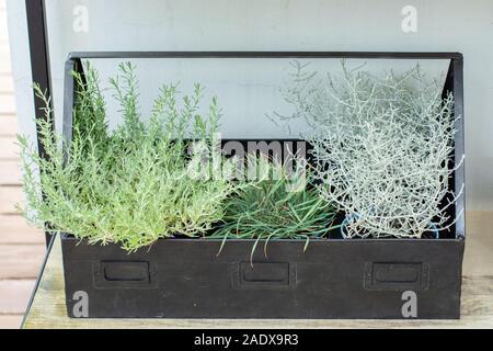 Mischung aus grün silber krautigen Pflanzen Leucophyta brownii, Kissen Bush, Calocephalus, Silver Nugget mit einem schwarzen Metallgehäuse. Frische natürliche Bündel Stockfoto