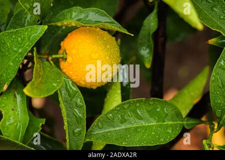 Besuch der Orange Grove an einem regnerischen Tag ist erstaunlich Stockfoto