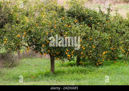 Obstgarten mit Orangenbäumen. Andalusien, Spanien. Stockfoto