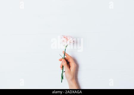 Woman's Hand mit rosa Blume auf weißem Hintergrund, Ansicht von oben. Minimale festlichen Frühling flachbild Layout. Stockfoto