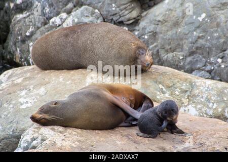 3 neuseeländische Pelzrobben auf einem Felsen, Papa, Mama und die kleine Pup. Stockfoto