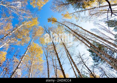 Gelbe Krone der Birke im Herbst gegen den blauen Himmel. Birkenstamm mit einer gelben Krone. Stockfoto