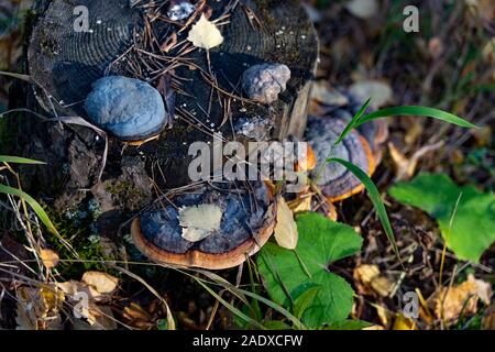 Pilze auf einem Wald stumpf Stockfoto