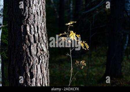 Morgen Sonnenlicht durch den dichten Wald Fichte Stockfoto