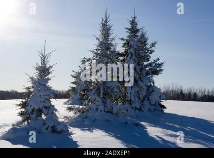 Fichten, Picea, bei den schweren Schnee bedeckt, sonnigen Tag nach Schnee Sturm. Stockfoto