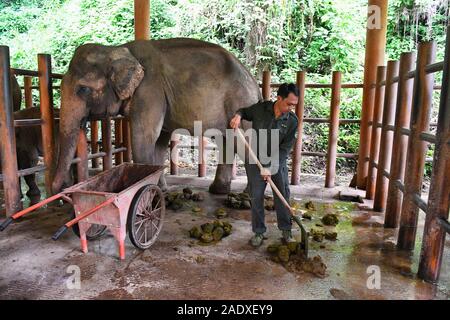 (191205) - XISHUANGBANNA, Dez. 5, 2019 (Xinhua) - ein Betreuer reinigt ein Elefant Schuppen an der Asiatischen Elefanten Zucht- und Rescue Center in Xishuangbanna National Nature Reserve, im Südwesten der chinesischen Provinz Yunnan, 15 August, 2019. Die xishuangbanna National Nature Reserve im Südwesten Chinas hat für die lebendige Vielfalt in seinen 240.000 Hektar tropischer Dschungel bekannt. Während die Dschungel reichen Quellen der Nahrung und Wasser liefern, sie stellen auch Leben Bedrohungen ihrer Bewohner. Die lokale asiatische Elefanten, zum Beispiel, möglicherweise nicht in der Wüste, in den Fällen der schweren Verletzungen oder il zu überleben Stockfoto