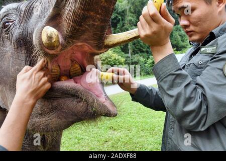 (191205) - XISHUANGBANNA, Dez. 5, 2019 (Xinhua) - Betreuer Luo Zhongping Kontrollen Zähne eines Asiatischen Elefanten an den Asiatischen Elefanten Zucht- und Rescue Center in Xishuangbanna National Nature Reserve, im Südwesten der chinesischen Provinz Yunnan, Nov. 12, 2019. Die xishuangbanna National Nature Reserve im Südwesten Chinas hat für die lebendige Vielfalt in seinen 240.000 Hektar tropischer Dschungel bekannt. Während die Dschungel reichen Quellen der Nahrung und Wasser liefern, sie stellen auch Leben Bedrohungen ihrer Bewohner. Die lokalen asiatischen Elefanten, zum Beispiel schlägt möglicherweise fehl In Fällen, in der Wüste zu überleben o Stockfoto