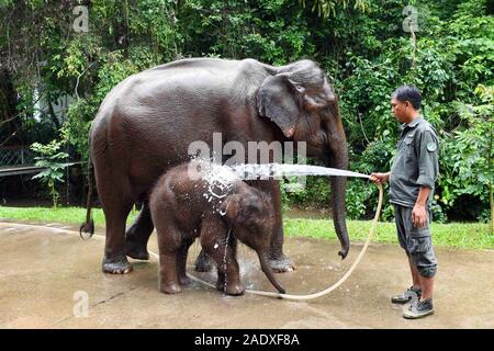 (191205) - XISHUANGBANNA, Dez. 5, 2019 (Xinhua) - Betreuer Zi Jianmin Duschen asiatische Elefanten an den Asiatischen Elefanten Zucht- und Rescue Center in Xishuangbanna National Nature Reserve, im Südwesten der chinesischen Provinz Yunnan, Aug 14., 2019. Die xishuangbanna National Nature Reserve im Südwesten Chinas hat für die lebendige Vielfalt in seinen 240.000 Hektar tropischer Dschungel bekannt. Während die Dschungel reichen Quellen der Nahrung und Wasser liefern, sie stellen auch Leben Bedrohungen ihrer Bewohner. Die lokale asiatische Elefanten, zum Beispiel, möglicherweise nicht in der Wüste, in den Fällen der schweren Inj zu überleben Stockfoto