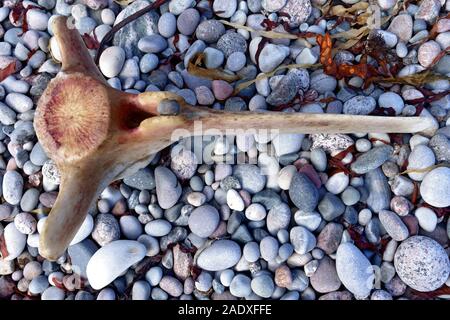 Wal Wirbel an einem schottischen Strand in der Inneren Hebriden von Schottland Stockfoto