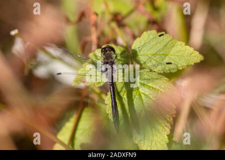 Schwarzer Schotter (Sympetrum danae) männlich Stockfoto