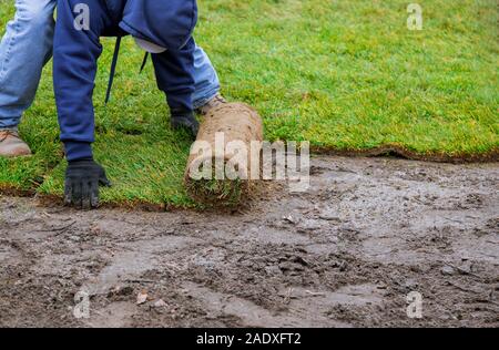 Anwendung Rasen ausrollen grünen Rasen Gras Gras rollen Stockfoto