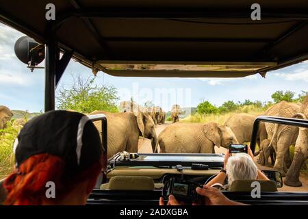 Touristen im Geländewagen erkunden eine Herde Elefanten, Pilanesberg Nationalpark, Südafrika. Stockfoto
