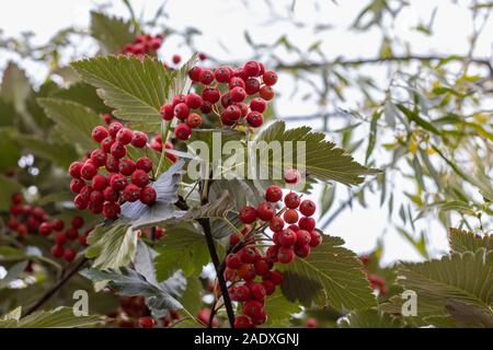 Rowan rot-orange Beeren im Herbst auf weißem Himmel Hintergrund Stockfoto