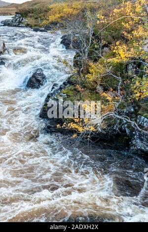 RIVER KIRKAIG SUTHERLAND SCHOTTLAND IN VOLLEM DURCHFLUSS MIT HERBST ROWAN UND BIRKEN mit Gelben Blättern Stockfoto