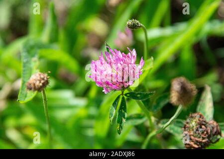 Die Blume eines Rotklee (Trifolium pratense) Stockfoto