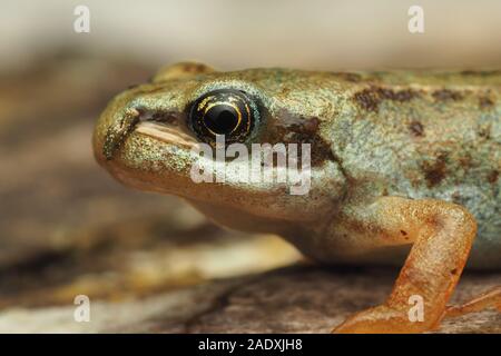 Nahaufnahme des Gemeinsamen Froglet (Rana temporaria) auf dem Boden aufliegt. Tipperary, Irland