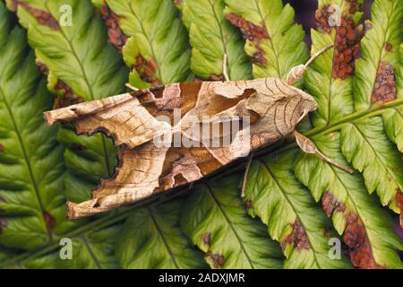 Dorsalansicht der Winkel Schattierungen Motte (Phlogophora meticulosa) ruht auf Farn. Tipperary, Irland Stockfoto