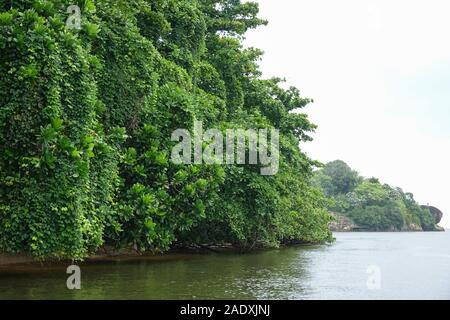 Mangrovenbäume auf dem Fluss Bentota Ganga im Südwesten Sri Lanka Stockfoto