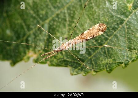 Dorsalansicht der Thread-legged Bug (Empicoris vagabundus) Kriechen auf Erle Blatt. Tipperary, Irland Stockfoto