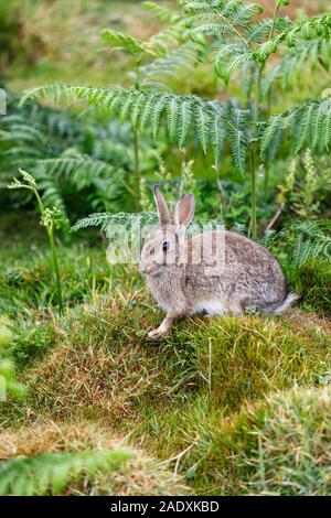 Europäische Kaninchen (Oryctolagus cuniculus) im Gras und Adlerfarn auf Skomer, einem Naturschutzgebiet Insel vor der Küste von West Wales Pembrokeshire. Stockfoto