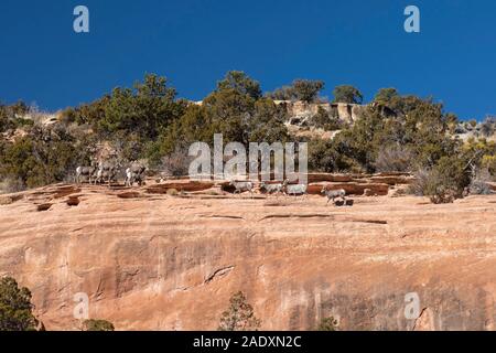 Fruita, Colorado - Desert Bighorn Schafe (Ovis canadensis nelsoni) in Colorado National Monument. Stockfoto