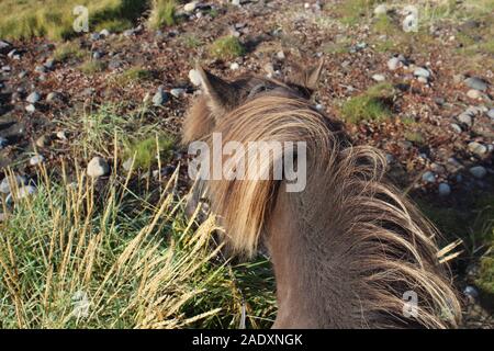 Pferd, zu Fuß auf den Weg in den Frühling Stockfoto