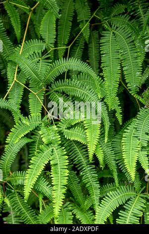 Farne, El Yunque National Forest, Luquillo, Puerto Rico Stockfoto