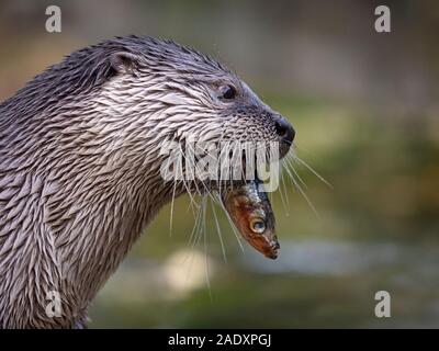 American River otter Lontra canadensis Fisch zu essen Stockfoto