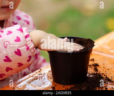 Detailansicht der Kleinkind Kind einpflanzen junge zuckerrüben Sämling in einen fruchtbaren Boden. In den Schulen, Kinder Praxis didaktische Botanik Workshops. Stockfoto