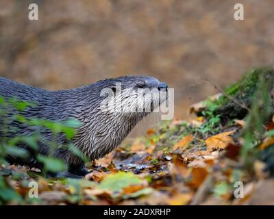 American River otter Lontra canadensis Fisch zu essen Stockfoto