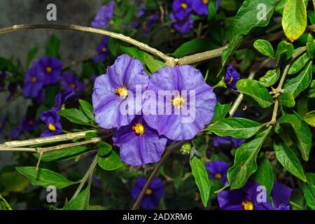 Convolvulus sabatius (Masse Blau - convolvulus) ist in Italien und in Nordafrika, sondern oft in Anbau gesehen. Stockfoto