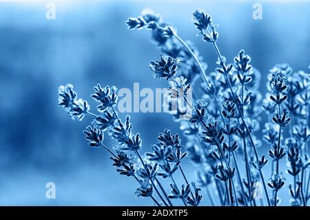 Blühender Lavendel im Sonnenlicht, Farben Blau und Unschärfe im Hintergrund. Für Text platzieren. Weiches Licht Effekt. Close Up. Stockfoto