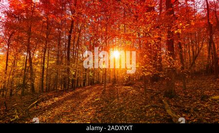 Einen malerischen Blick auf Sonnenlicht durch Herbst Laub. Stockfoto